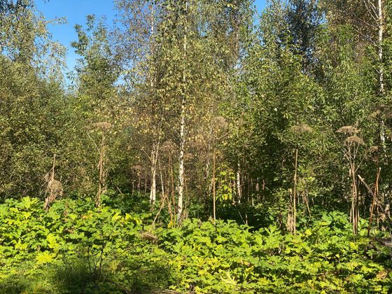 ЖК «Павлово 3», корпус 4 — 3 кв. 2025 г.