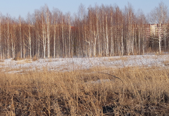 Экорайон «Вишневая горка», ул. имени Генерала Костицына, 11 — 2 кв. 2019 г.