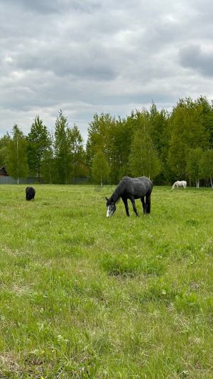 Продажа участка, 8 соток